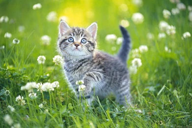 Kitten Wallpapers For Iphone