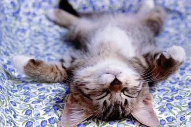 Cute Little Kitten Sleep   PowerballForLife