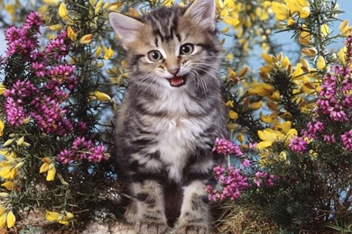 Kitten Wallpapers 1024x768 Cats Wallpapers 12251031 Fanpop ...