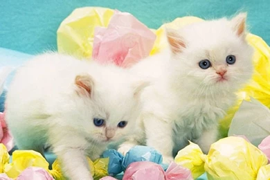Candy Kittens Kittens Wallpapers