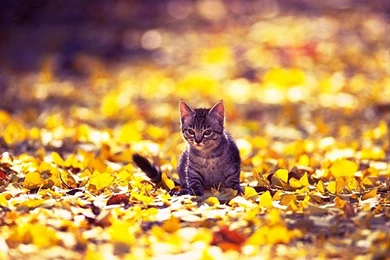 Amazingly Cool Cats Wallpapers