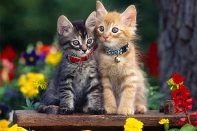 Kitten Wallpapers (1024x768)   Cats Wallpapers (12251034)   Fanpop