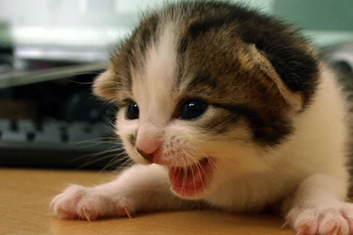 Kitten Wallpapers   Animal Wallpapers