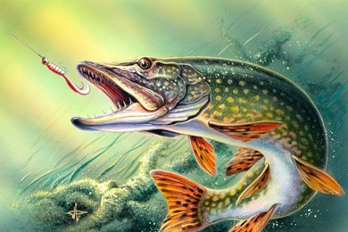 Bass Fishing Wallpaper Backgrounds