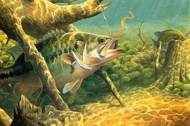 Wallpaper: Bowfishing Wallpapers