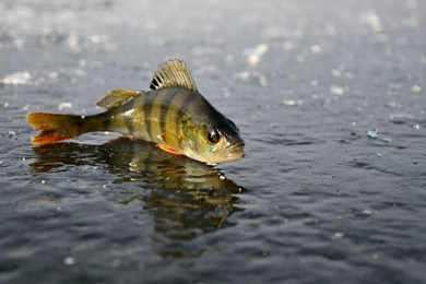 Download Wallpapers 2048x1152 Perch, Ice, Fishing, Winter ...