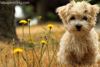 Nice Wallpapers For Desktop   All Wallpapers New