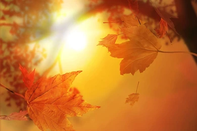 Desktop Wallpapers · Gallery · Windows 7 · Farewell Fall