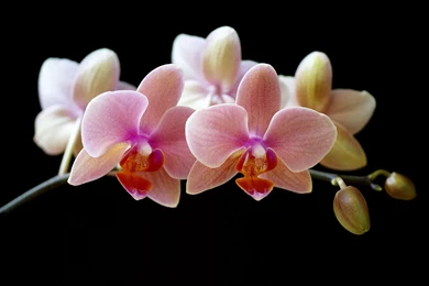 Orchid Flower, Orchids Photo Wallpapers For Your Desktop   White ...