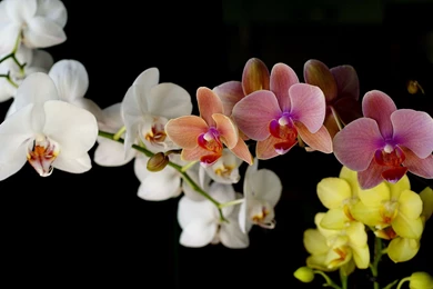 Orchid Flower, Orchids Photo Wallpapers For Your Desktop   White ...