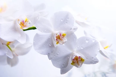 Download Orchid Wallpapers 208 1920x1200 Px High Resolution ...