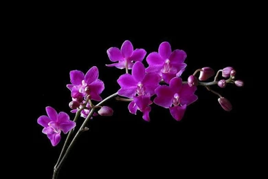 Free Flower Orchid Wallpapers