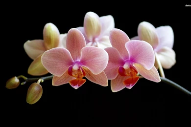 Orchid Wallpapers Flower Wallpapers
