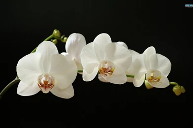 White Orchid Wallpapers   Flower Wallpapers