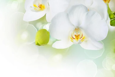 WHITE ORCHID WALLPAPER   (