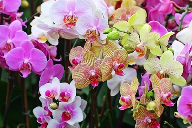 Colorful Orchids Wallpapers Flower Wallpapers