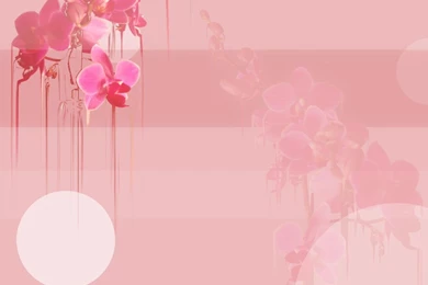 Orchid Wallpapers By Aeonmistress On DeviantArt