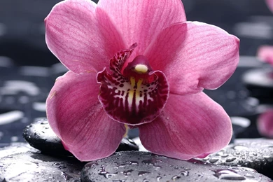 Download Wallpapers 2048x2048 Orchid, Flower, Stone, Moisture ...