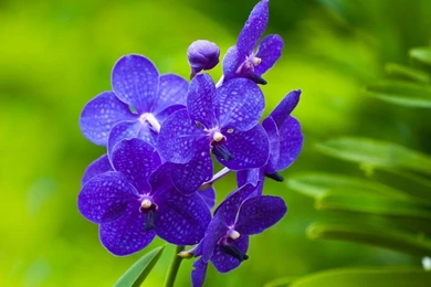 Blue Orchids HD Desktop Wallpapers : High Definition : Fullscreen ...