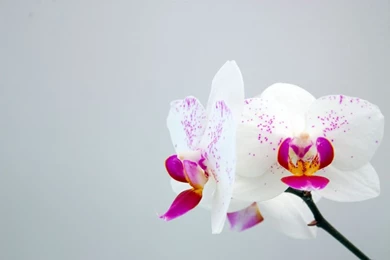 Orchid Wallpapers