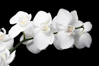 Orchid   Flowers Wallpapers (33698290)   Fanpop