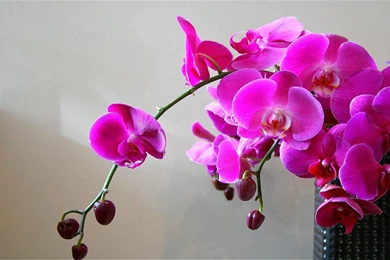 Orchid Wallpapers >> Backgrounds With Quality HD Page 2