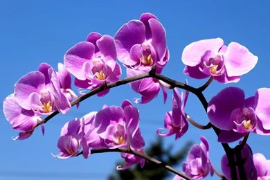 Purple Orchid Wallpapers