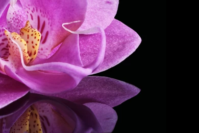 Orchid Wallpapers >> Backgrounds With Quality HD