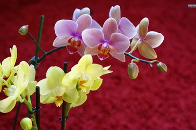 Purple Orchid Wallpapers Flower Wallpapers