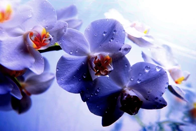 Orchids Wallpapers   Wallpaper.