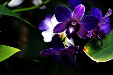 Purple Orchid Drawing   Wallpaper.