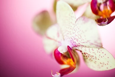 Orchid Wallpapers   Flower Wallpapers