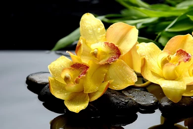 Yellow orchid wallpaper.jpg