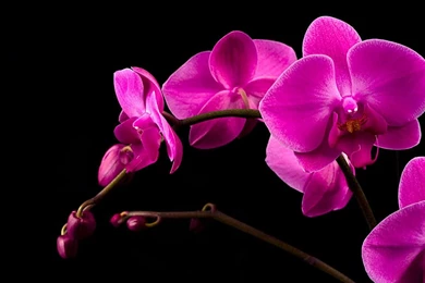 Pink Orchid   (