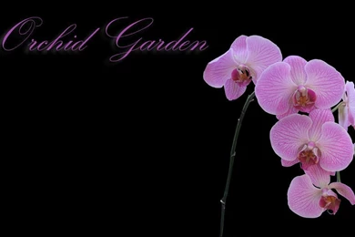 Orchid Wallpapers 2 By ZookTDribit On DeviantArt