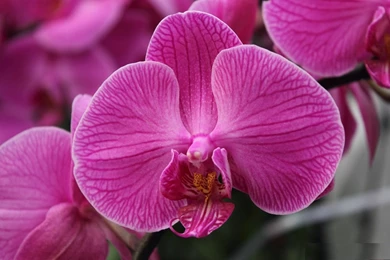 Moth Orchid Wallpaper Flowers2.jpg