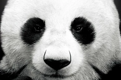 Panda Bear iPhone 4s Wallpapers Download