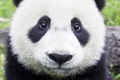 Panda Bear Closeup iPhone 4s Wallpapers Download