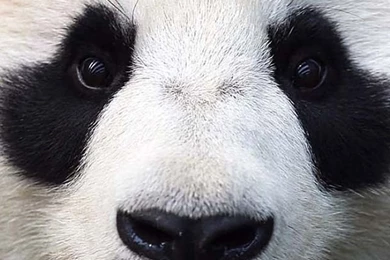 Panda Bear Face iPhone 5 Wallpapers (640x1136)