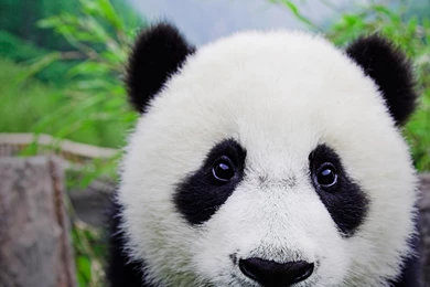 Panda iPad Wallpapers