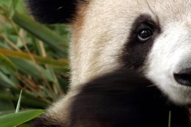 Panda iPhone 5 Wallpapers