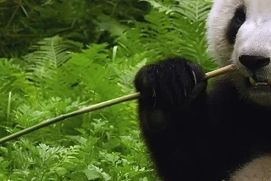 Panda iPhone 5 Wallpapers