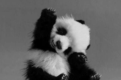 Panda On Pinterest