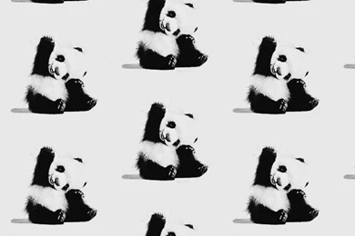 Cute Panda Bears iPhone Wallpapers Black & White Wallpapers