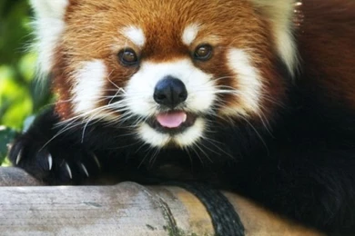 Download Wallpapers 640x960 Red Panda, Lie Down, Tree, Branch ...