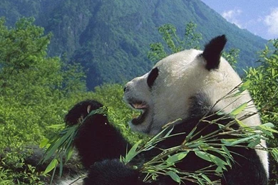 Cute Panda Wallpapers