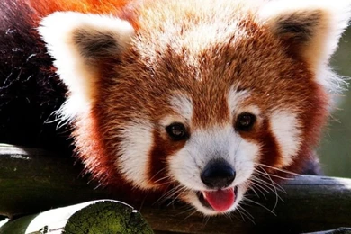 Red Panda iPhone Wallpapers   Wallpaper.