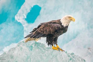 Bald Eagle on Ice Ultra HD Wallpaper.jpg
