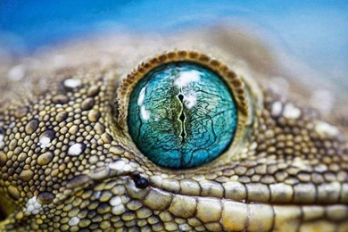 Blue Eyes Gecko Animals