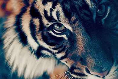 Wallpapers Weekends: Lions And Tigers   No Bears, But Oh My!